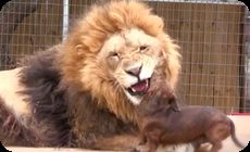 ライオンとイヌ