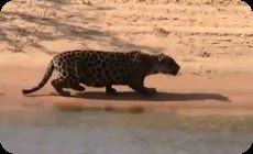 ジャガーがカピパラを捕食する
