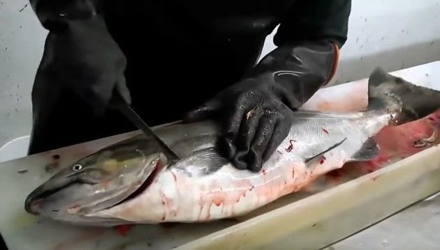 魚の捌き方色々