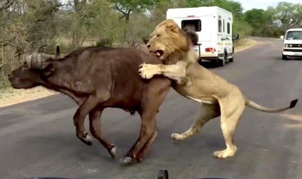 ライオンが水牛を襲う
