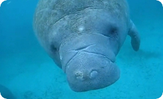 マナティー指を食む