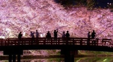 井之頭公園の桜が凄い