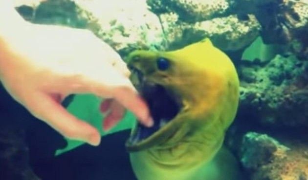 魚が遊んでいる様子まとめ