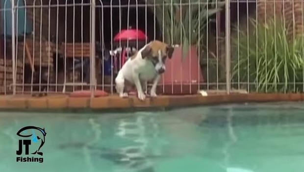 犬が水中にもぐってナマズを捕る