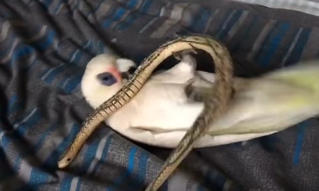 オモチャの蛇に攻撃する鳥