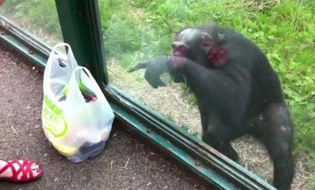 チンパンジーがジュースをねだる。
