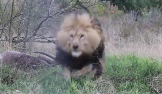 ライオンがカメラマンに突撃