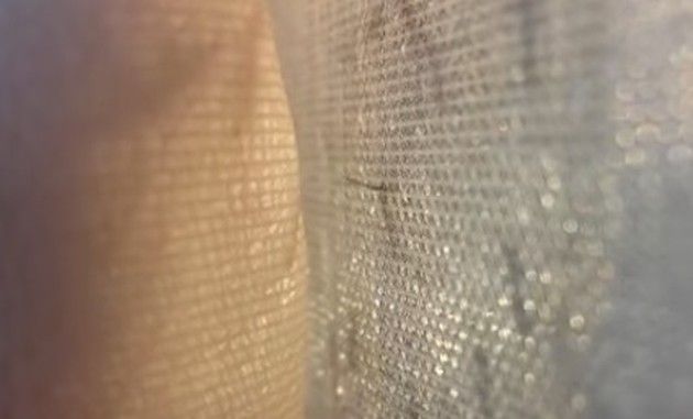 蚊が針を出す網