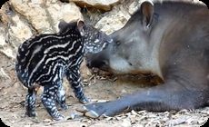 バク、獏