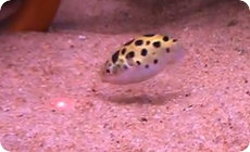 レーザーポインターを追う熱帯魚 (1)