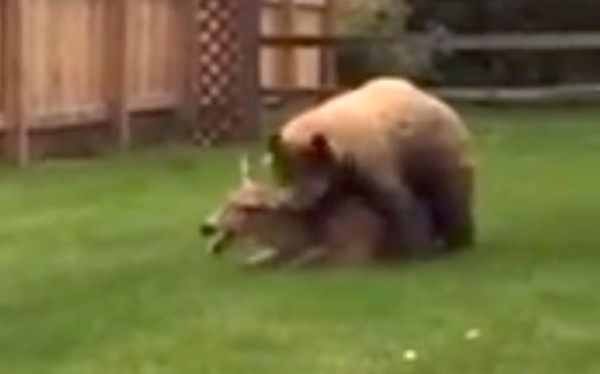裏庭でクマがシカを襲う