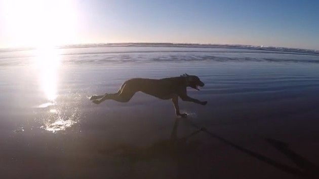 海岸線を走るイヌ