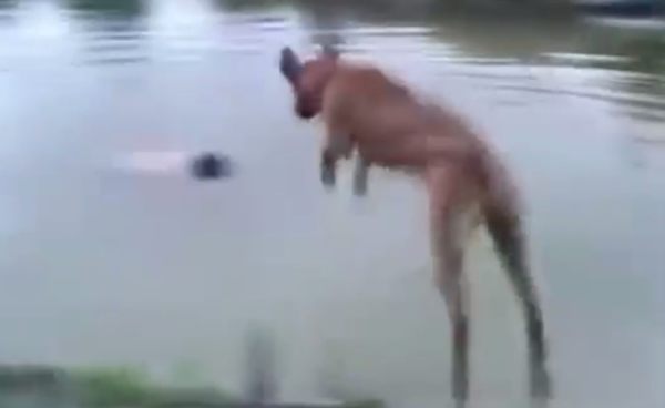 溺れる飼い主を助けるイヌ