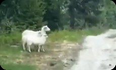 ヒツジとオオカミ