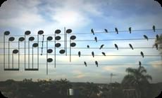 電線に留まった鳥を演奏