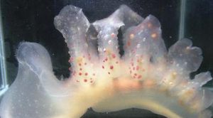 最大級のウミウシが大阪湾で捕獲される
