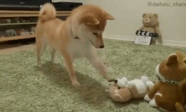 モノマネ玩具と柴犬
