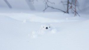 雪の中の動物