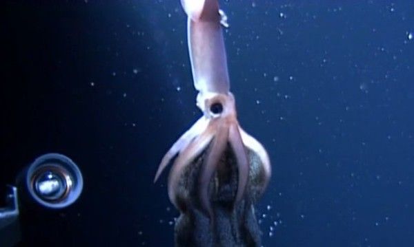 深海のイカの産卵