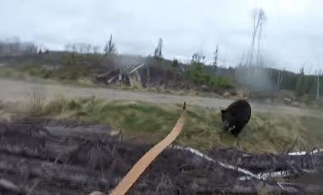 クマの攻撃は突然に。