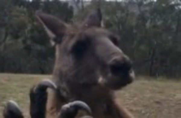 カンガルーがガラスをひっかく