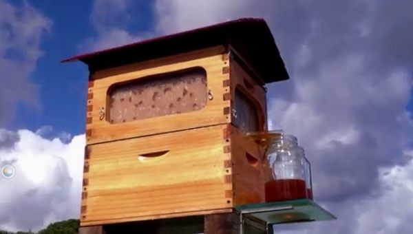ハチミツをいつでも取り出せる蜂の巣の巣箱