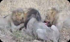 生きたまま食べるライオンの捕食