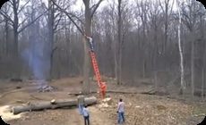 大木の枝打ち