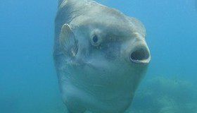 マンボウ