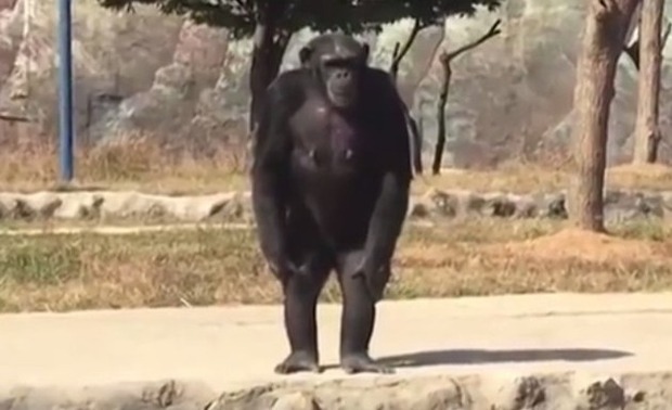 北朝鮮の動物園のチンパンジー