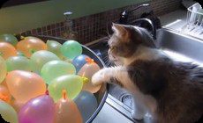 水風船と猫