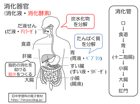 解説　消化器官