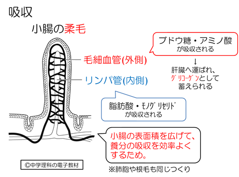 解説　吸収