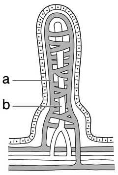 図　柔毛