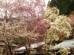 DSC07574