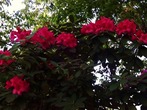 DSC08687