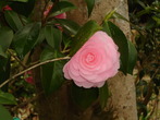 DSC07582