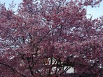 DSC07354