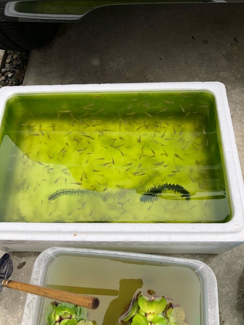 川魚のえさ