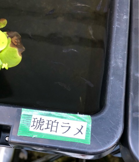 琥珀ラメ幹之メダカの特徴