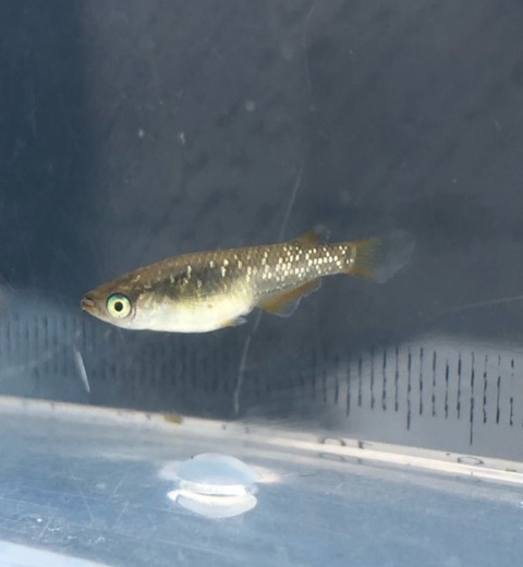 琥珀ラメ幹之メダカの特徴