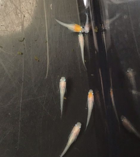 非透明鱗紅白メダカの稚魚