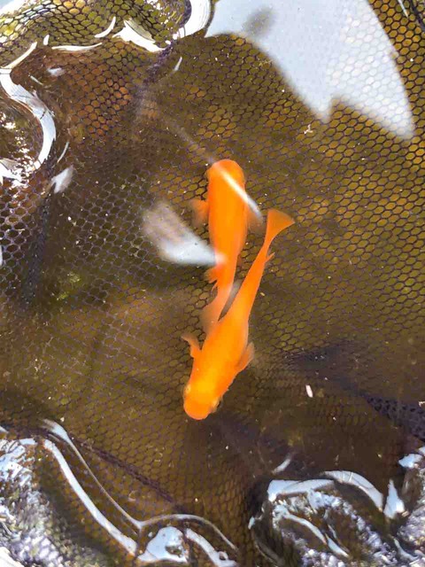 楊貴妃メダカ紅帝系