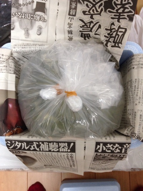 メダカの発送