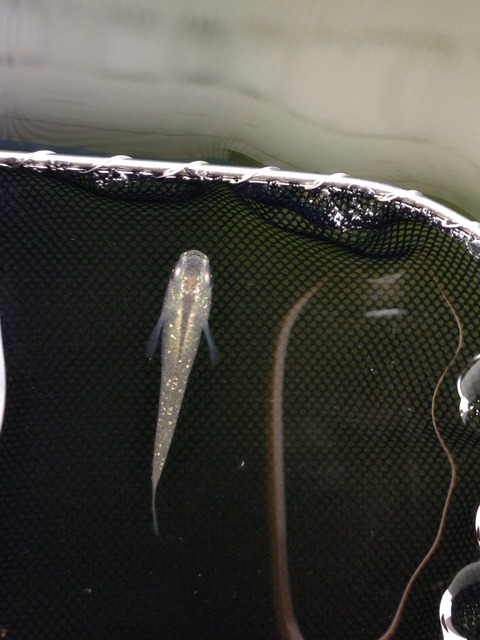 灯メダカの稚魚からラメ幹之の特徴