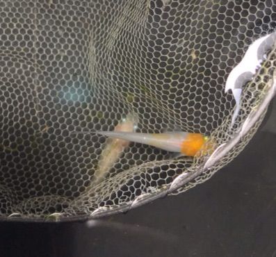 非透明鱗紅白メダカの特徴