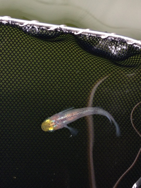 灯メダカの稚魚の特徴