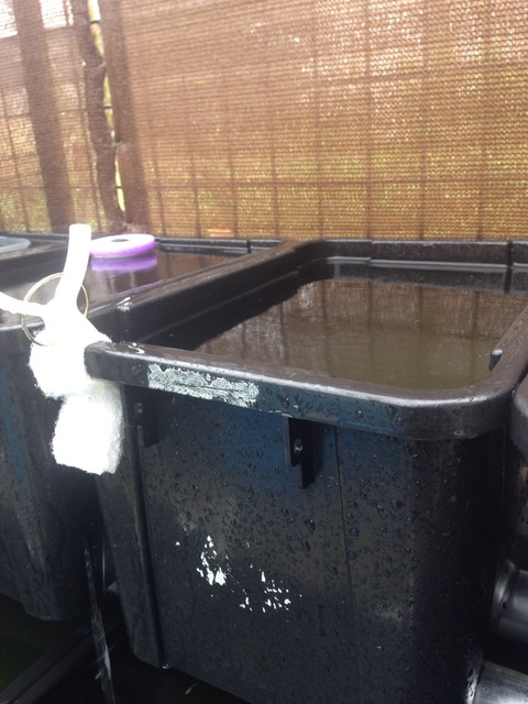 メダカ容器の雨風対策