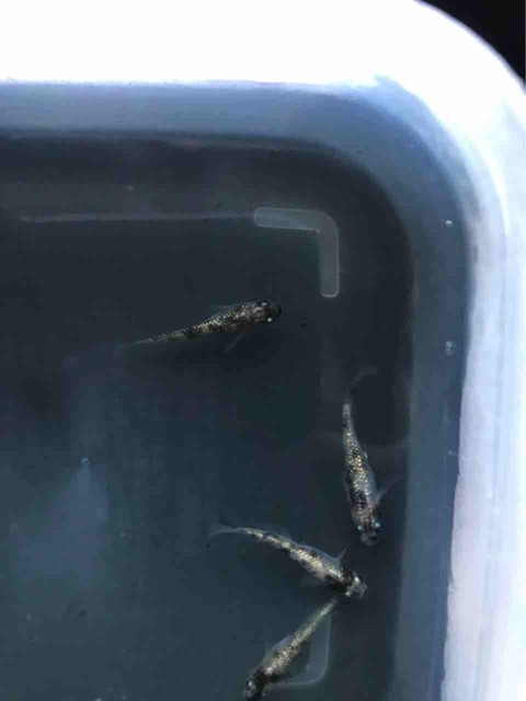 白ブチラメ幹之メダカ