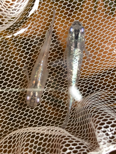 ラメ幹之メダカの特徴